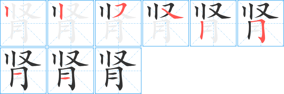 腎字的筆順?lè)植窖菔?></p>
<script src=